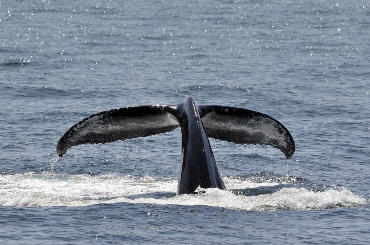 Whale Watching
